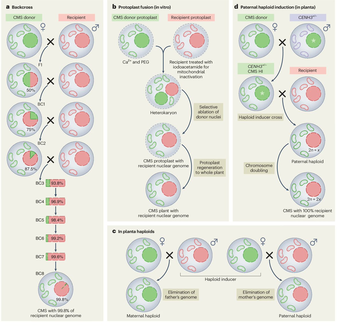 1-step creation of CMS lines using a BoCENH3-based haploid induction system in Brassica rdcu.be/dBEfp

Cyto-swapping in maize by haploid induction with a cenh3 mutant rdcu.be/dBEfQ

News&amp;Views: Haploids fast-track hybrid plant breeding rdcu.be/dBEgz