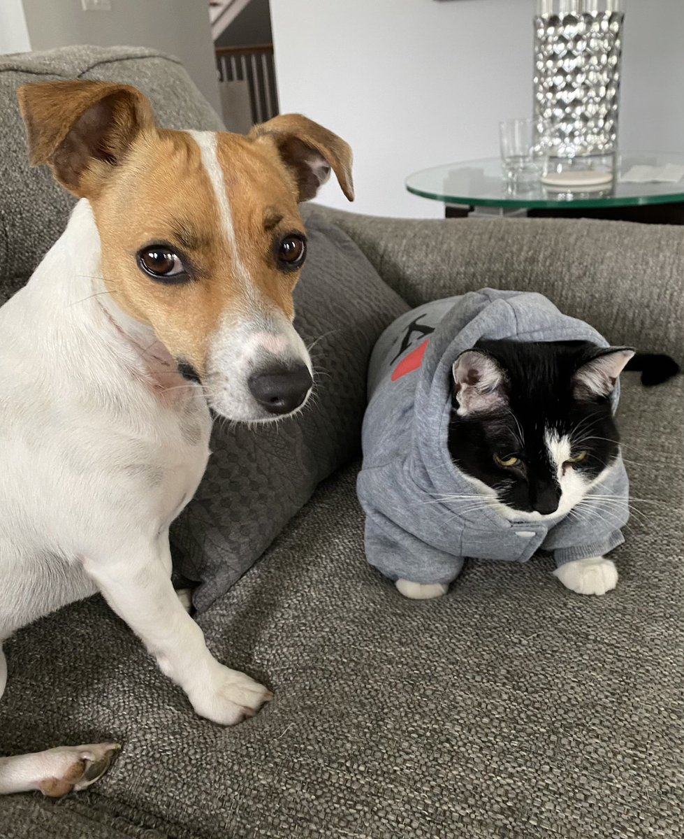 #PostAFavPic4VioletMar24 #dogs #dogsoftwitter 🤯#zshq #DogsofX #BabyBea #Mondayvibe #Monday 😲
Day 18: “It’s Awkward” - Yeahhh.. this is AWKWARD! He’s wearin MY sweatshirt… & he’s a CAT! 😲🤯🙄😐