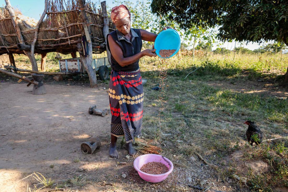 AminaJMohammed's tweet photo. Severe drought is affecting 6 million Zambians at risk of food insecurity on top of months of a cholera outbreak. 

@UNZambia supporting response to this state of emergency affecting lives and livelihoods. https://t.co/qpAjeFjsGb https://t.co/2CYD8XlJcV