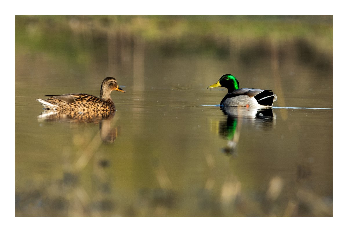 #MallardMonday mr and mrs