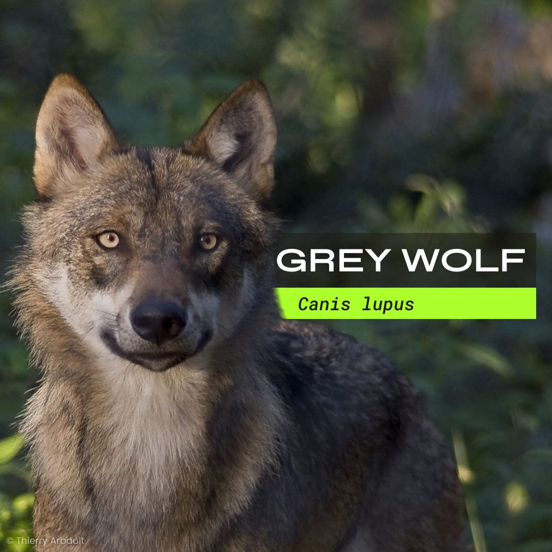 Welcome to Part 3 of 4 of our #WorldWildlifeDay series, and this time it’s a DOUBLE FEATURE 🌍: Grey wolf &amp; roe deer!