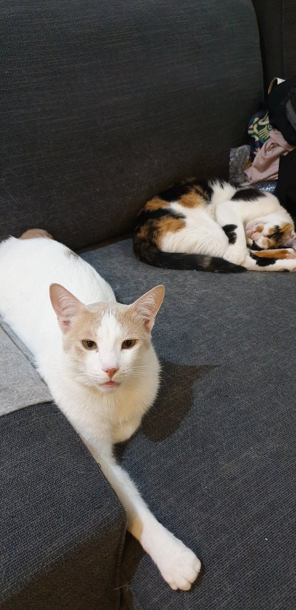Pirate🐈 tweet media
