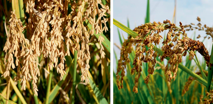 NaturePlants's tweet photo. Our editors write: 

- Plant development: "Spatially manipulating brassinosteroids for clustered growth" https://t.co/PrpjEX7UgH

A comment on "Enhancing rice panicle branching and grain yield through tissue-specific brassinosteroid inhibition" https://t.co/F3gybTugmN https://t.co/dD4ureejFT