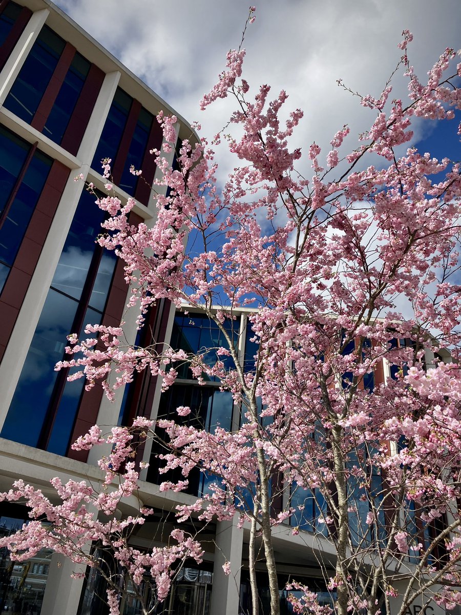 Enjoying #cherryblossom @UofGARC @UofGlasgow #Glasgow #Scotland 🏴󠁧󠁢󠁳󠁣󠁴󠁿