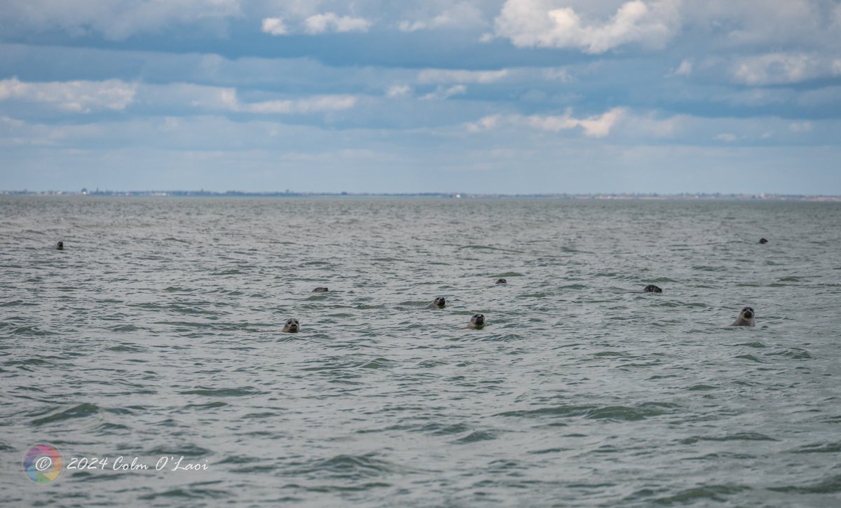 Sometimes I get the feeling I'm being watched #Buxey #BuxeySands #Essex #Crouch #seals #watchers