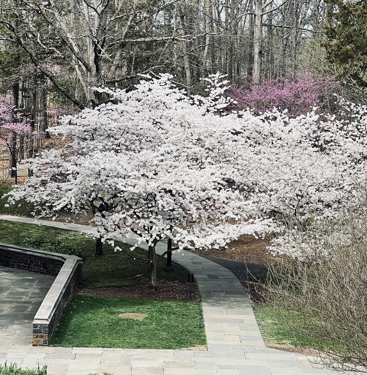 Full blossom season here at Duke. Always a source of wonder.