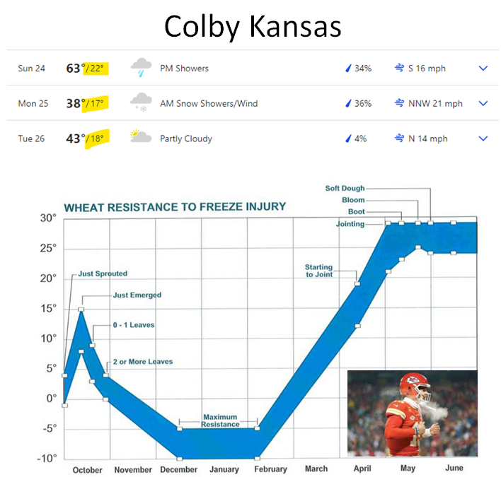 UGCProfitPrtner's tweet image. Colby, KC will be icier than Patrick #Mahomes in a snowstorm next week. With low temps in the teens; #winterkill may damage some #wheat in the #HRW belt. 🥶⛄️ #farming