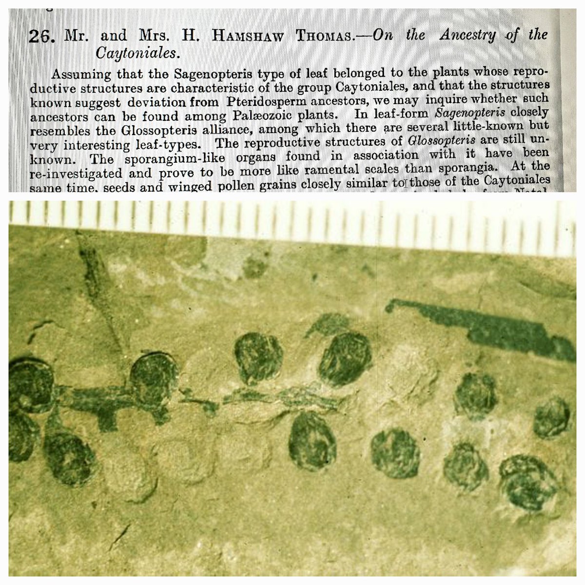 Mr & Mrs H. Hamshaw Thomas @WelshBiography presented a paper 'On the Ancestry of the Caytoniales' in 1925 @BritSciAssoc Southampton #womeninscience biography.wales/article/s2-THO…