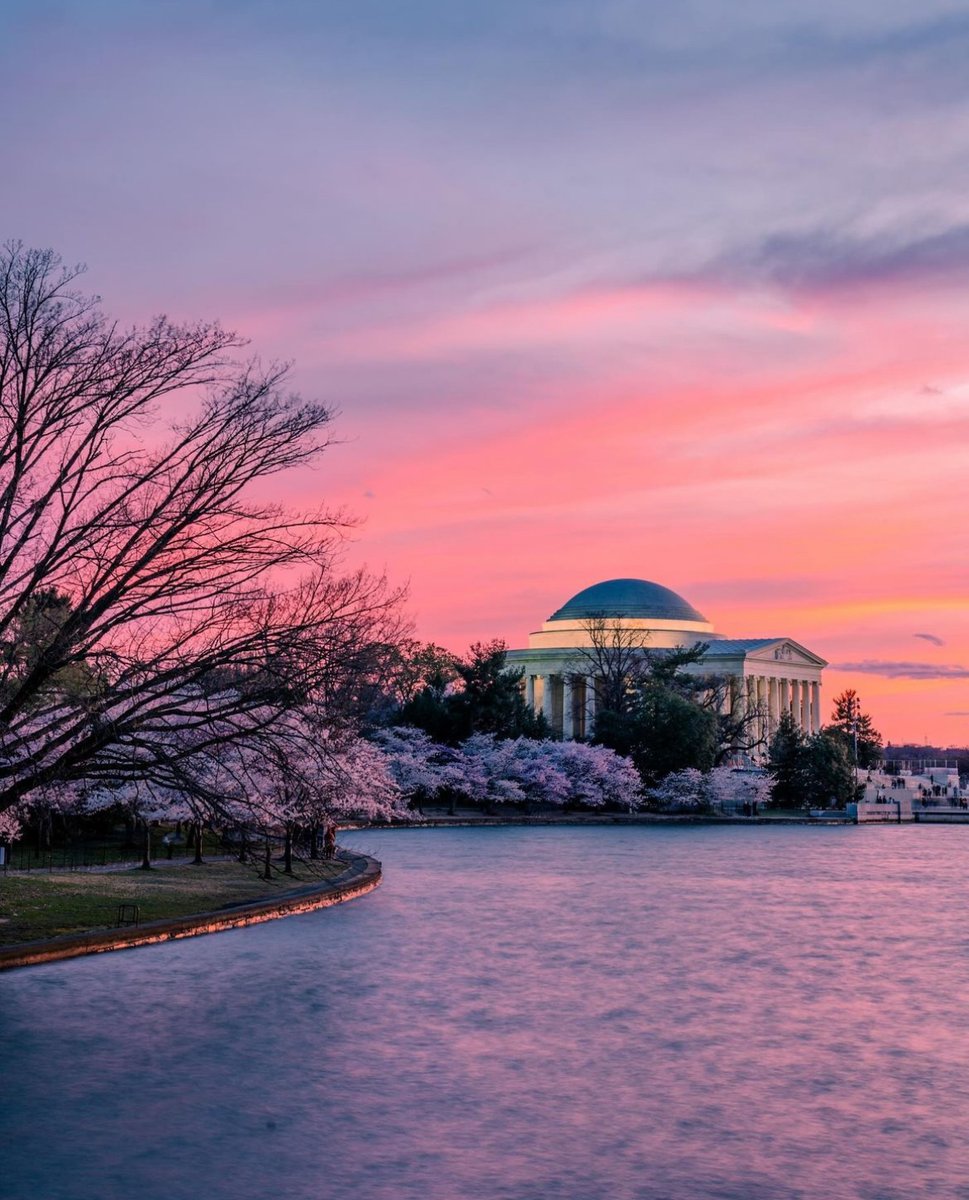washingtonian's tweet photo. Our city is glowing—DC peak bloom is here! 🌸

See our complete guide to DC cherry blossom season here: https://t.co/rLSj2gwsDk

📸: hocofoto, tinaka202, raulrodriguez_2020, &amp; drchubacca on IG. #WashMagPhoto https://t.co/T4mFwqGf7Z