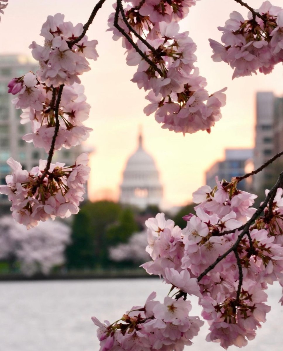 Our city is glowing—DC peak bloom is here! 🌸

See our complete guide to DC cherry blossom season here: bit.ly/48Zc2jC

📸: hocofoto, tinaka202, raulrodriguez_2020, &amp; drchubacca on IG. #WashMagPhoto