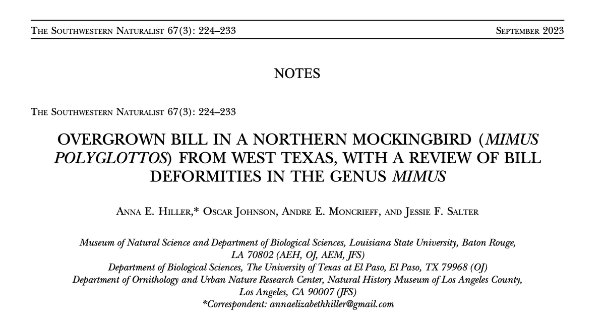 Excited to see this (pandemic-born project) in print! We found an unusual looking Northern Mockingbird in West Texas.