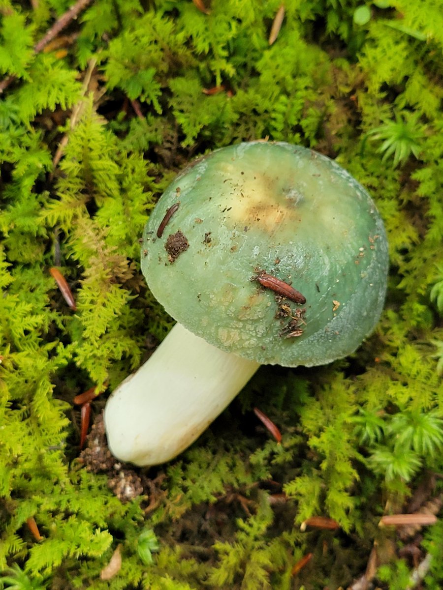 Chance_est's tweet photo. A pretty Russula in subsection Virescentinae! I'm anxiously awaiting #ectomycorrhizal mushroom season, but we still have a few more weeks here in the Southeast! #russula #mycology #mushrooms https://t.co/4H8eXi26QP