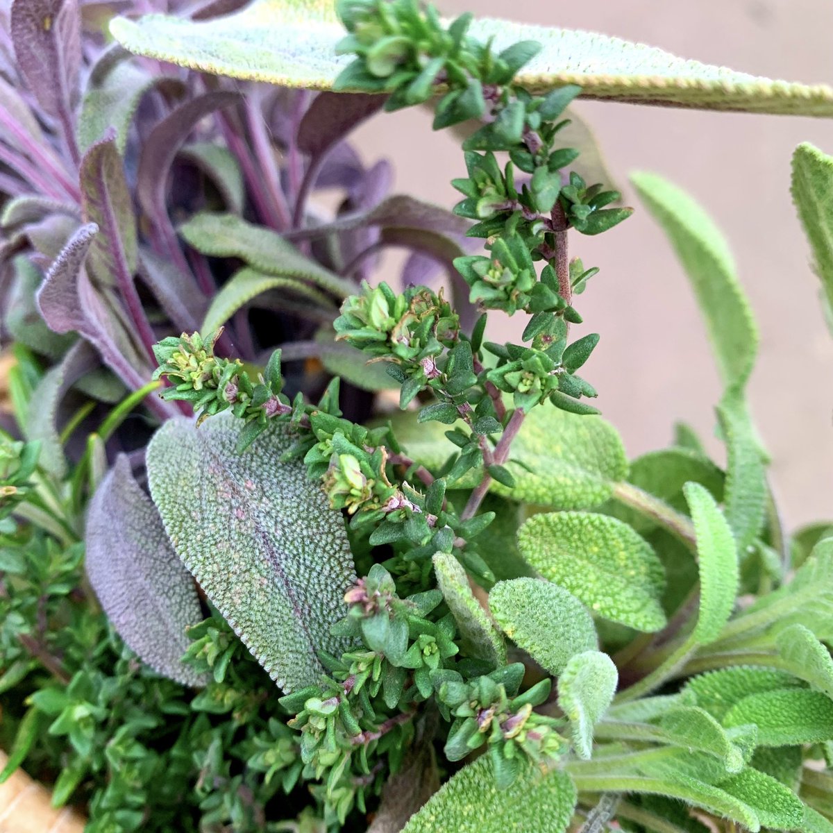 Eleanor is cooking vegetarian ‘bolognaise’ as part of a class project this week and she asked if she could incorporate some of the wonderful fresh herbs from the <a href="/GrowSopwell/">Grow Community - Sopwell</a> community garden. So after our weekly visit to replenish the bird feeders, we collected a little