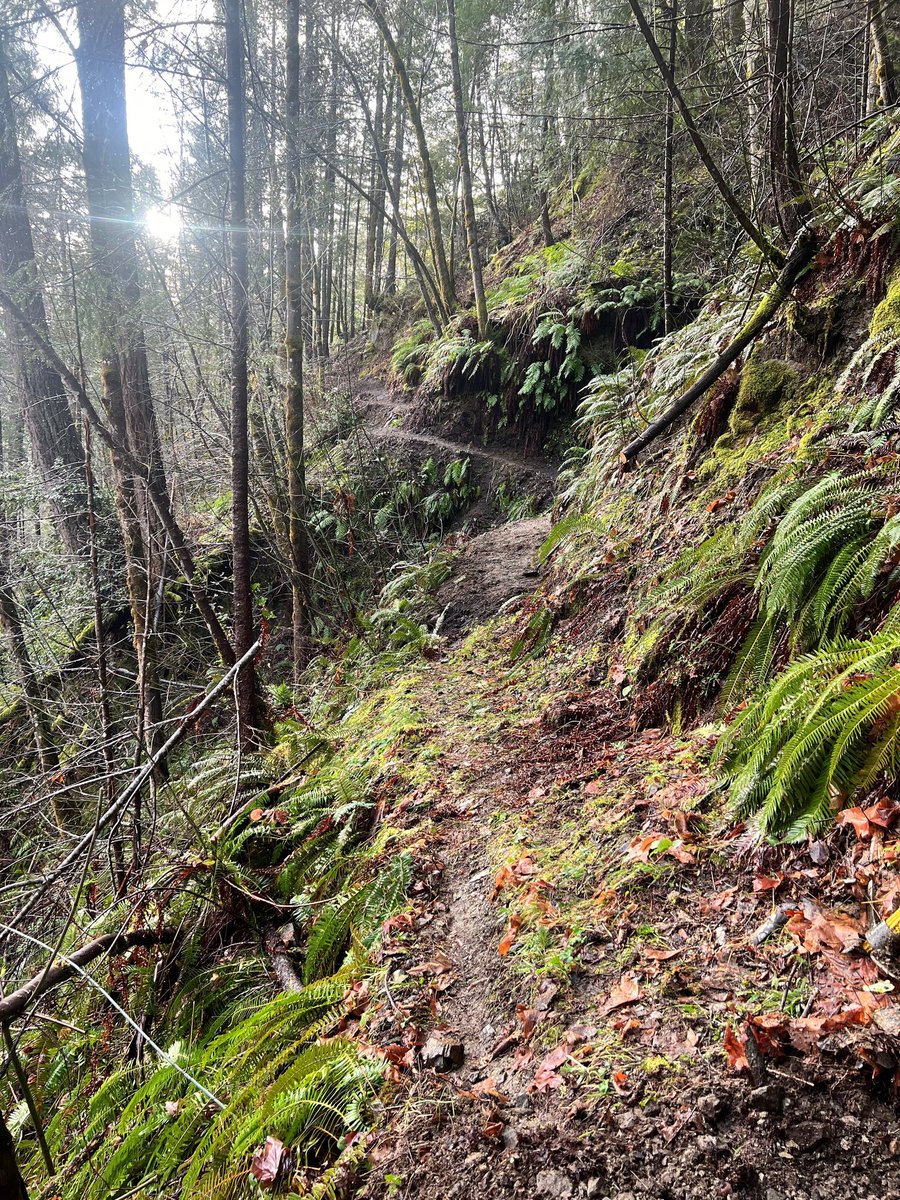 Klamath_NF's tweet photo. Our Trail Crew was out on Nordheimer last week doing good things. It had been several years since this trail was worked on and it really needed 're-treading.'  This is accomplished with pick mattocks, Pulaskis, shovels, and muscle.
#trailwork #recreation https://t.co/Uv0zesLaOR