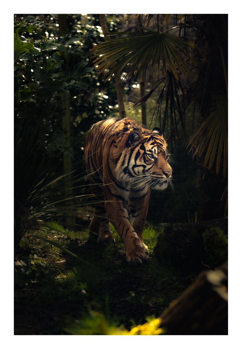 Lucu the sumatran tiger going for a prowl @EdinburghZoo #sharemondays2024