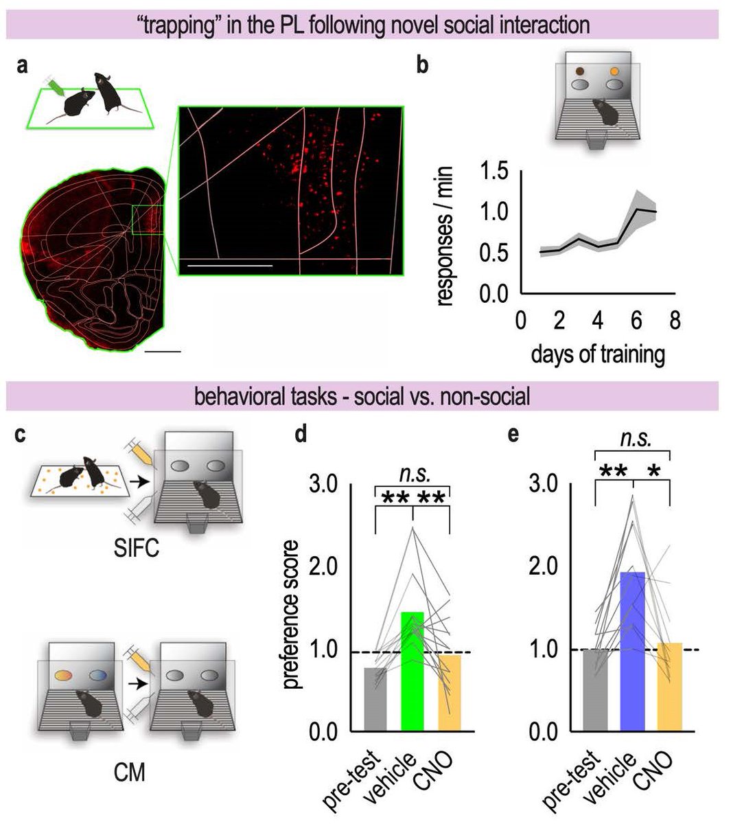 SfN Journals (@sfnjournals) on Twitter photo New in #JNeurosci: <a href="/hkeetz/">Henry Kietzman, MD, PhD</a> et al. <a href="/YalePsych/">Yale Psychiatry</a> use mice to find that social experiences shape the activity of groups of amygdala neurons, which can be reengaged to prioritize that information in future social decisions. jneurosci.org/lookup/DOI/10.… New in #JNeurosci: <a href="/hkeetz/">Henry Kietzman, MD, PhD</a> et al. <a href="/YalePsych/">Yale Psychiatry</a> use mice to find that social experiences shape the activity of groups of amygdala neurons, which can be reengaged to prioritize that information in future social decisions. jneurosci.org/lookup/DOI/10.…