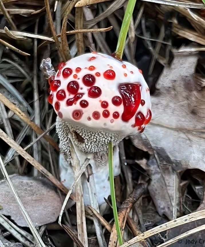 svnddlsnts's tweet photo. #Funguary https://t.co/gORKBJOAt3