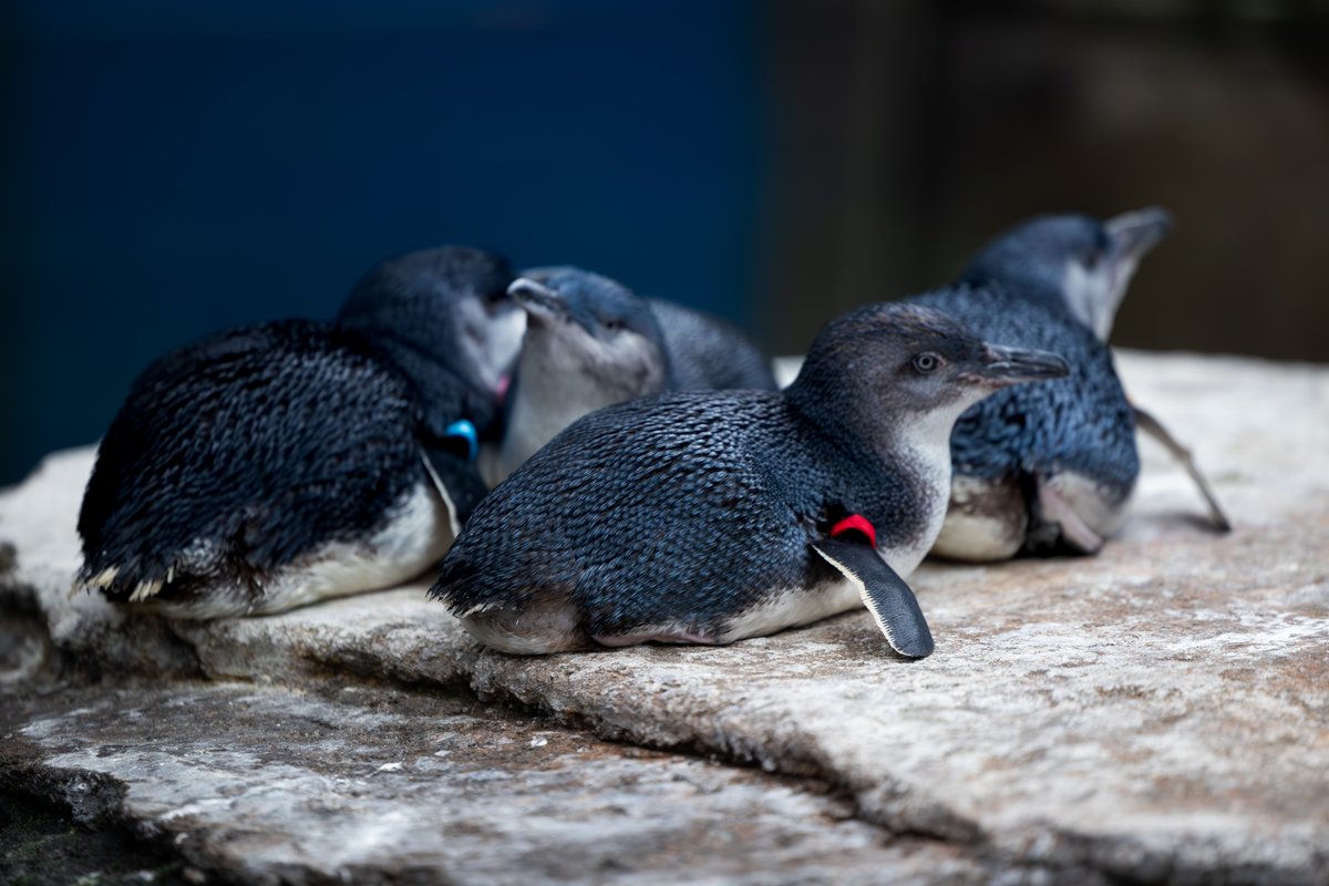 Don't forget to vote for Meatloaf in @PenguinsIntl's 2024 March of the Penguin Madness Tournament! She is in Division 1 so help us get her to the next round! Vote Here: penguinsinternational.org/motpm-voting/ Live. Laugh. LOAF! motpm2024