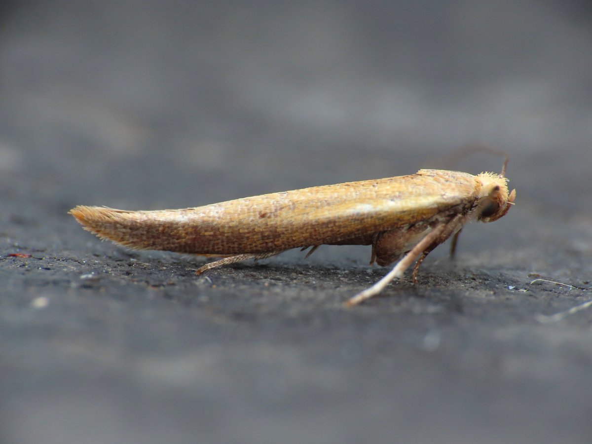 Weymouth: Zelleria hepariella was nfy but looking a bit tatty after hibernating over the winter. Migrants were 3 Dark Sword-grass and a Diamond-back amongst 13 species. @MigrantMothUK