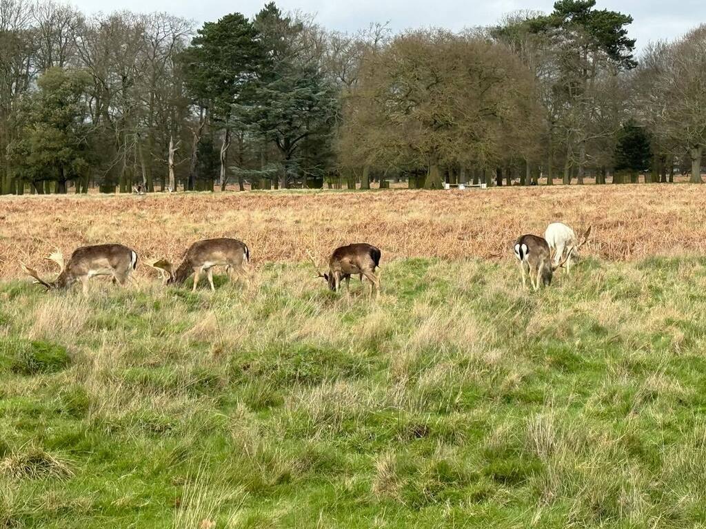 Timothy_Hughes's tweet photo. Is it Spring yet? Bushy park @theroyalparks #bushypark #bushyparkwildlife #bushyparkphotography #hampton #hamptonhill #teddington #hamptonwick #sunday #sundaywalk #sundaywalks #isitspringyet #springvibes #nearlyspring #marchweather #wildlife #wildlife_sh⦠https://t.co/aHdVphffpG https://t.co/ppgnGba02l