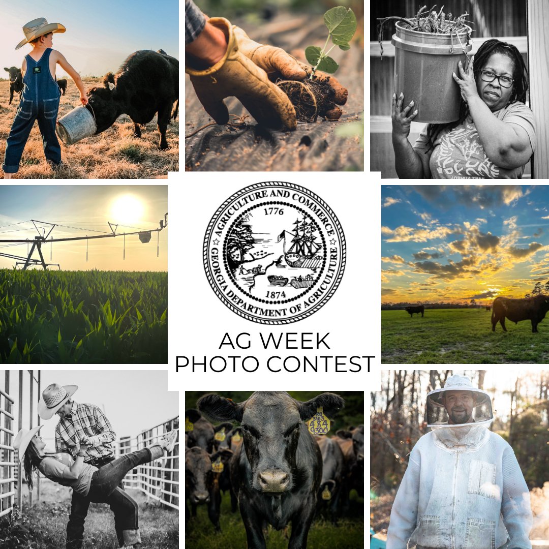 Calling all photography enthusiasts! Share your love for agriculture during #GaAgWeek by joining the @GaDeptAg Ag Week Photo Contest! Submit your entries for a chance to have your photos published in the #GeorgiaGrown Magazine and on social media. ⬇️ gdaforms.wufoo.com/forms/2024-ag-…