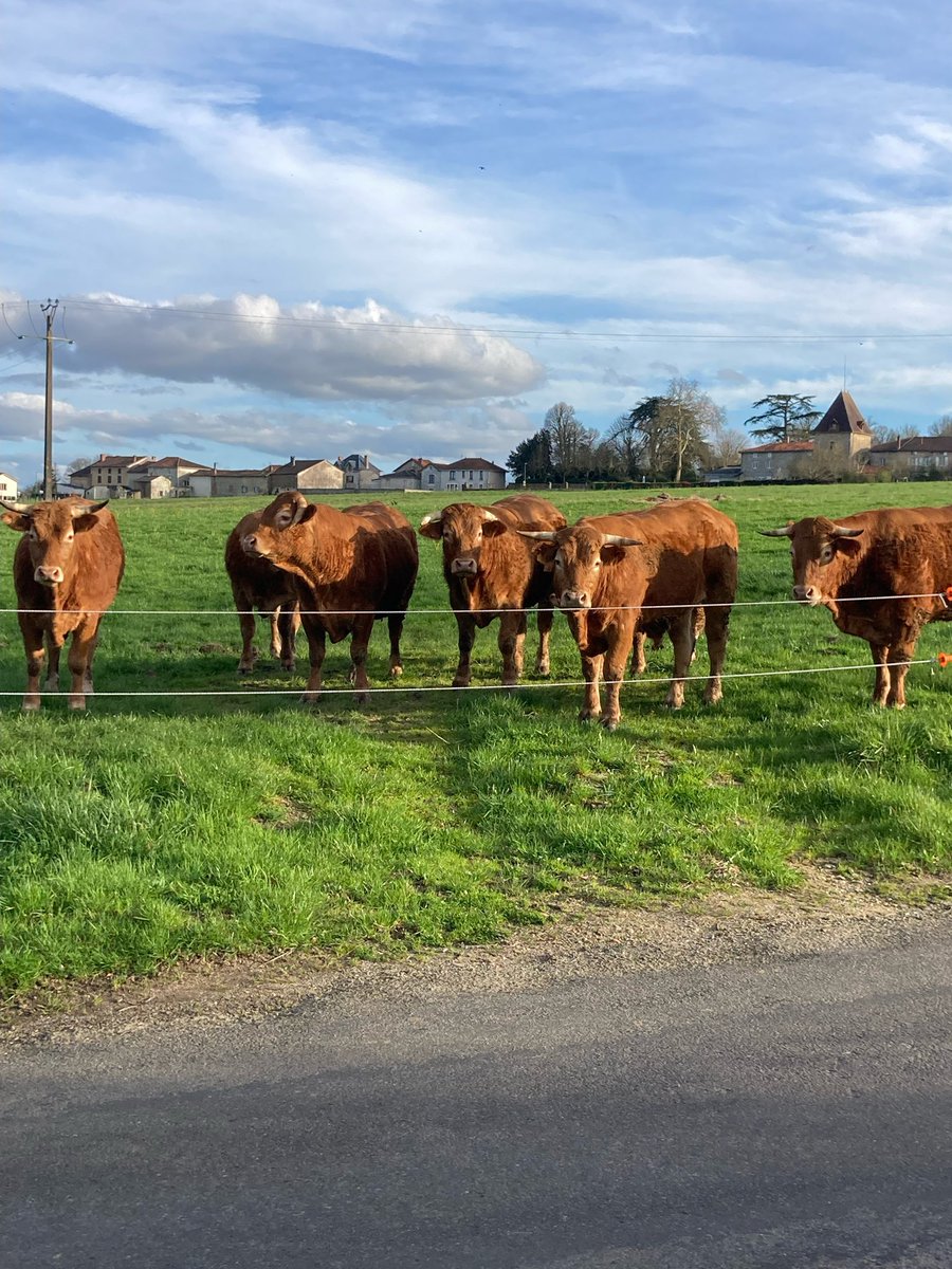 Mise à l’herbe d’une partie des bœufs de 3 ans.