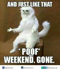 animordle tweet media