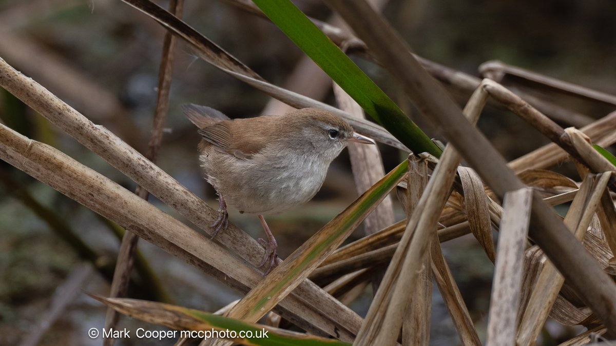 I snapped these shots of what I thought was a Wren but on closer examination I think they are the elusive Cetti's Warbler at Blashford Lakes Hampshire UK ? ID required please .