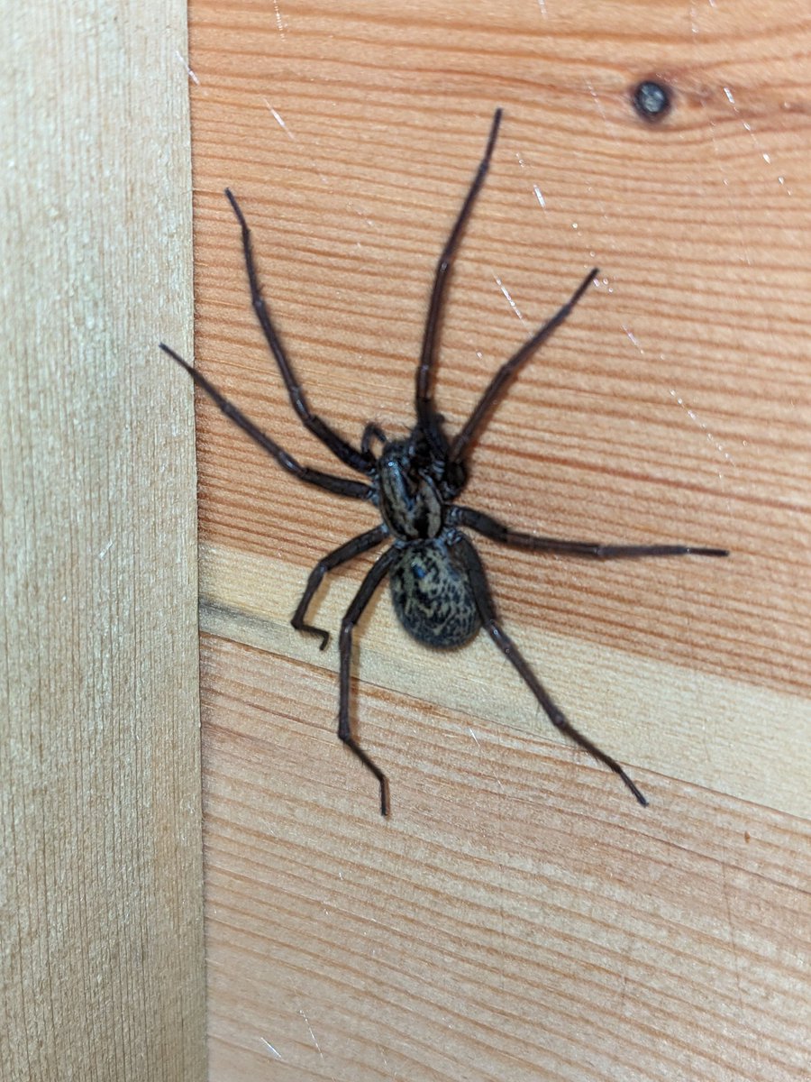 Met this fella today when I was sorting out my shed. Turns out it's his shed, I made my apologies and politely left. 

(I live in Manchester, not Australia)