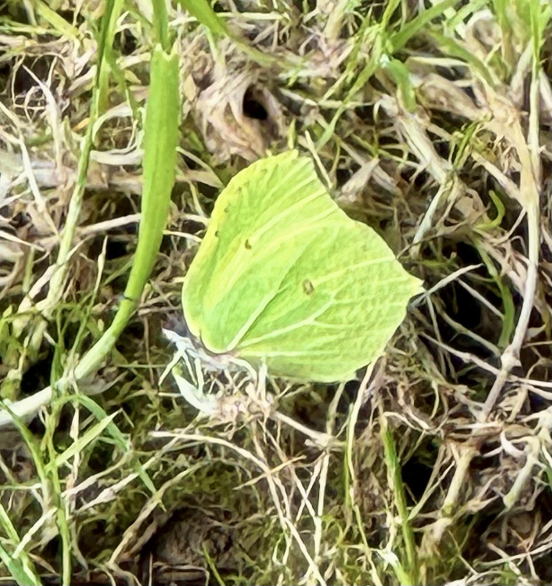 Very happy to see Brimstones out in the Cornwall sun this afternoon. @Cornwall_BC @savebutterflies