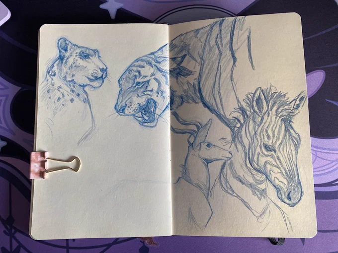 Some drawings I did at the museum the other day 🦓 