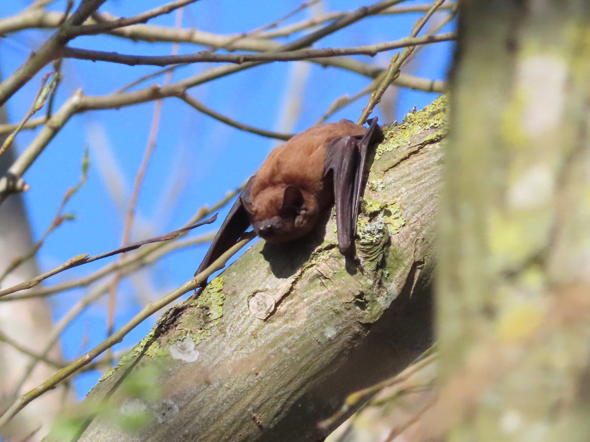 Swilly today 6 BNG, 1 Caspian gull, 1 Great egret, 1 Blk wit, 2 Marsh harrier, 7 Grey partridge, 3 Bittern. Also this Noctule bat flew onto this branch for 20 mins before flying off, 17 frogs, 2 toads, 4 smooth newt, 1 Comma, 2 Peacock, 1 Small tortoiseshell. @SwillyIngsBG