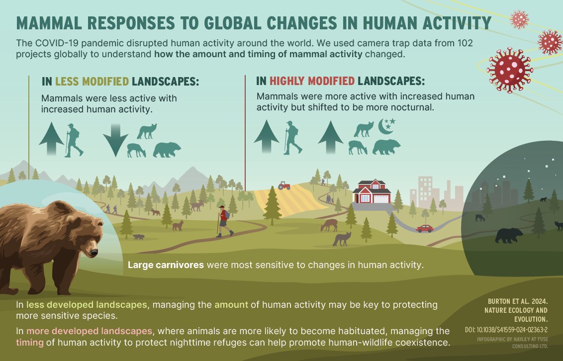 New paper! Felidae contributed to a global #cameratrap study of #mammal responses to COVID-19 shutdowns. Data came from  102 camera trap projects in 21 countries and included 163 species.
Read the paper: nature.com/articles/s4155…
#wildliferesearch #ecology #nature