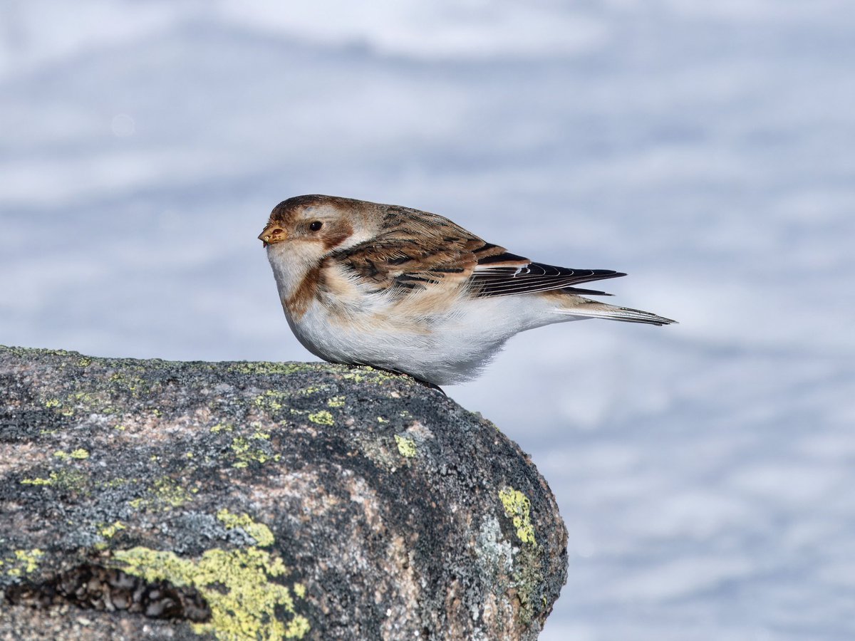 jim___frost's tweet photo. Lochnagar this morning. A strong blustery wind and soft snow. Plenty of ptarmigan around starting to pair up and a flock of Snow Bunting #Cairngorms #Scotland https://t.co/ac0b0oRLOL
