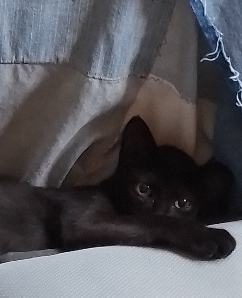 AndreaCalheiro's tweet photo. Yoruichi 

SINTO MUITO: por não ter te cuidado com toda atenção 
ME PERDOE; por não  chegar a tempo de te colocar para dentro 
TE AMO muito
SOU GRATA por tua doçura,teu ronronar alto, tua barriguinha, tuas patinhas macias, por fazer o Miu feliz  e ouvir aquele miadinho lindo. https://t.co/CUMKexPXwZ
