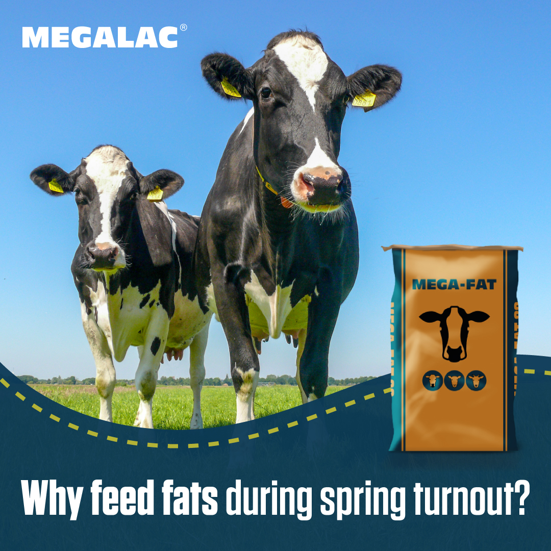 How does feeding fats to your cows help prevent acidosis and butterfat depression at turnout? And why is it better than starch-rich sources of energy like cereals? Get the lowdown here 👀👉 megalac.com/fats-in-animal… #SpringTurnout #DairyFarming