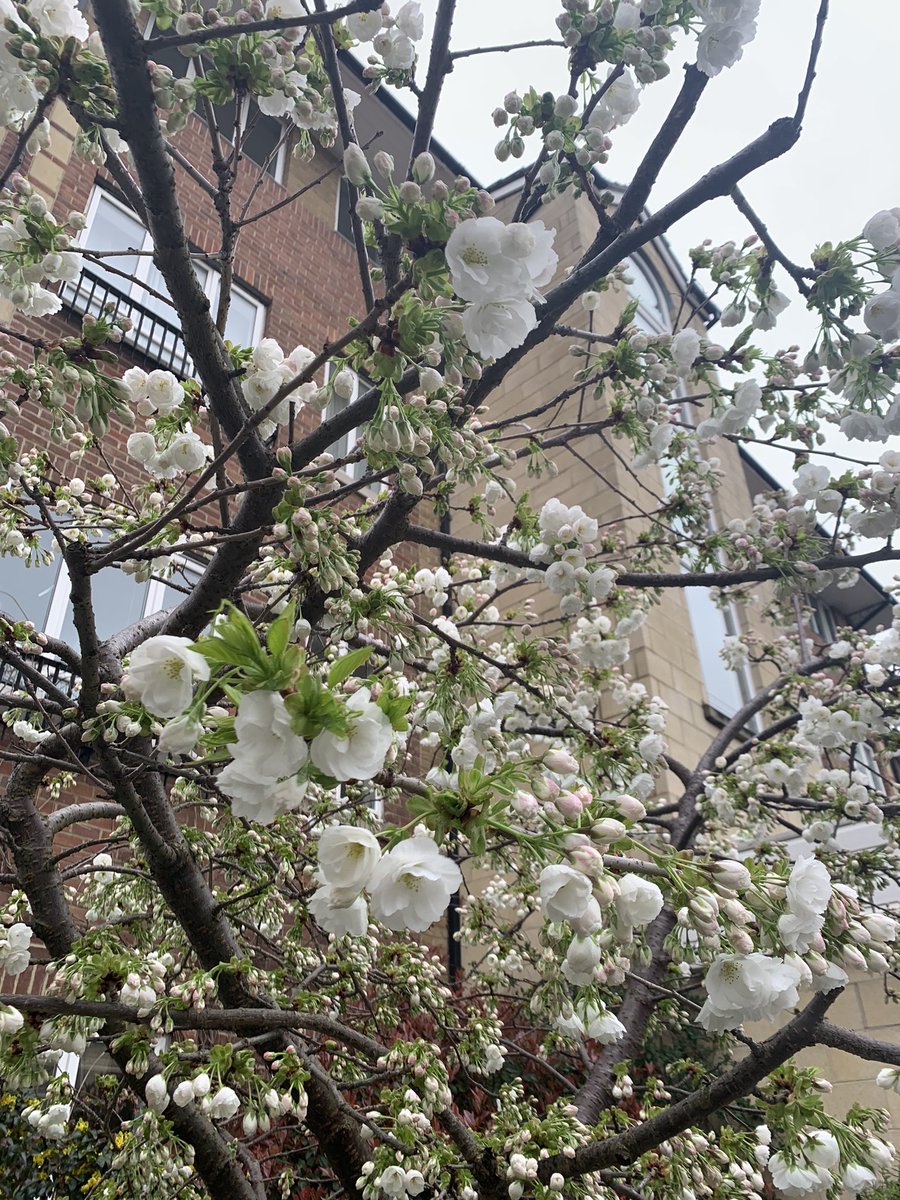 salsabandera's tweet photo. Ya se está acabando el invierno 😭🌸 https://t.co/3fO9bg048x