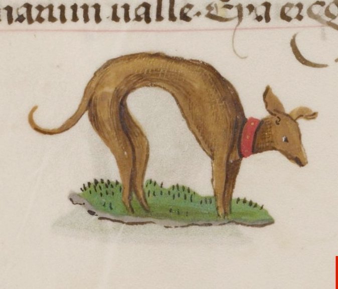 this 15th century drawing of a greyhound is an undisputed masterclass in stylisation. like no notes!!!!!!