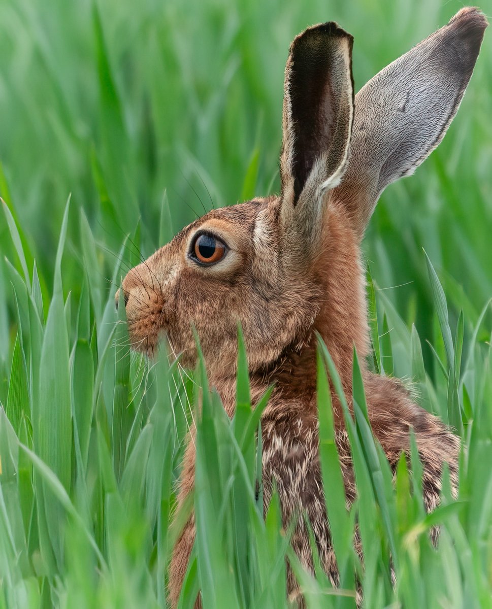 The Hare, love these, such great characters... #TwitterNatureCommunity #TwitterNaturePhotography #hares #ears #eyes #cute #SonyAlpha #lincolnshire #local #carwindow #photography #amateurphotos #wildlifephotography #brownhare #farming #countryside