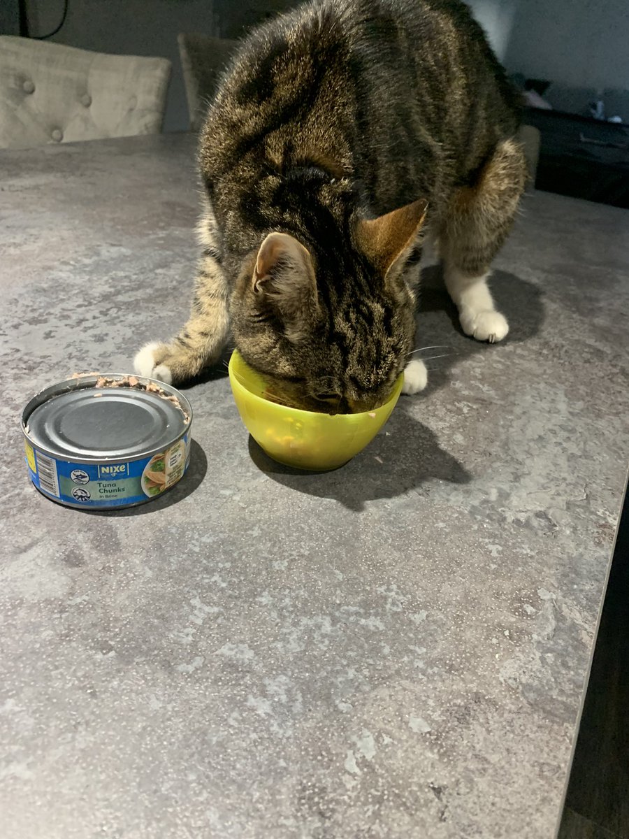 TexansToogie's tweet photo. It’s my birthday today and I’m 16 years old! To celebrate my hooman Nan painted this picture of me in my prime time 😸 Mummy gave me Tuna to celebrate too 💕 #CatsOfTwitter #catboy #birthdayboy #CatsAreFamily #CatsOfX https://t.co/vx0Ji1OH6n