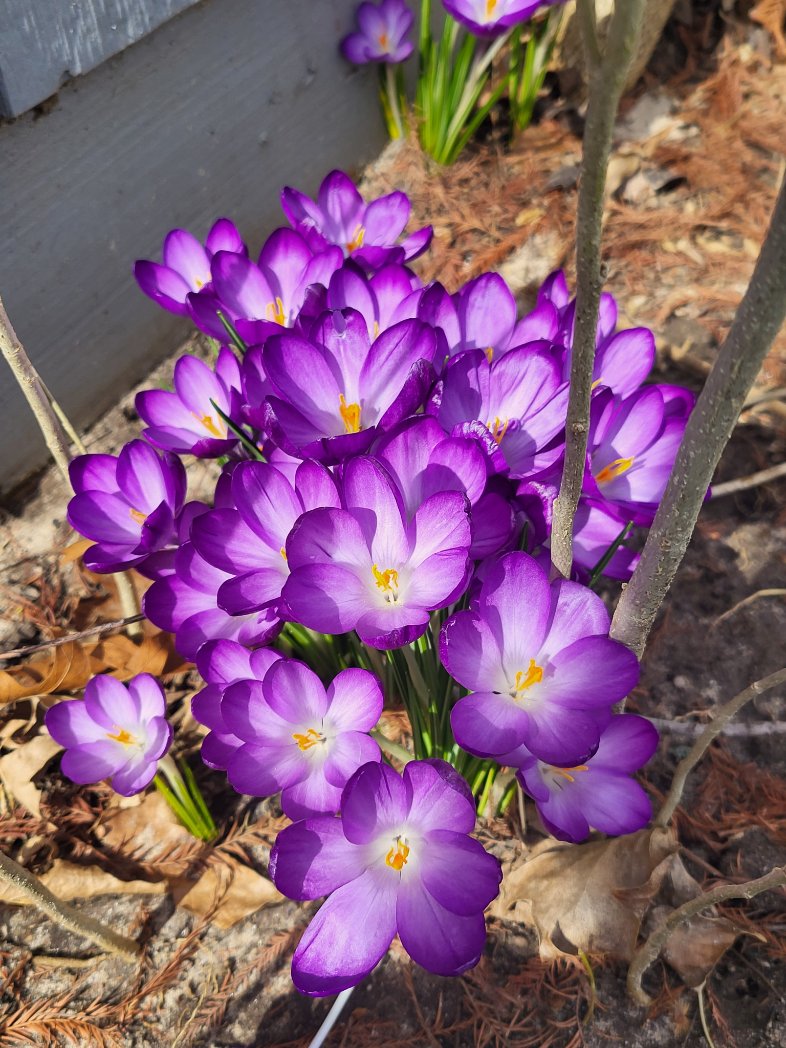 Sublime12NO's tweet photo. @ThePhotoHour Always the first sign of spring around here. #spring #Flowers #Crocus #purpl https://t.co/aHSt6cLcIq