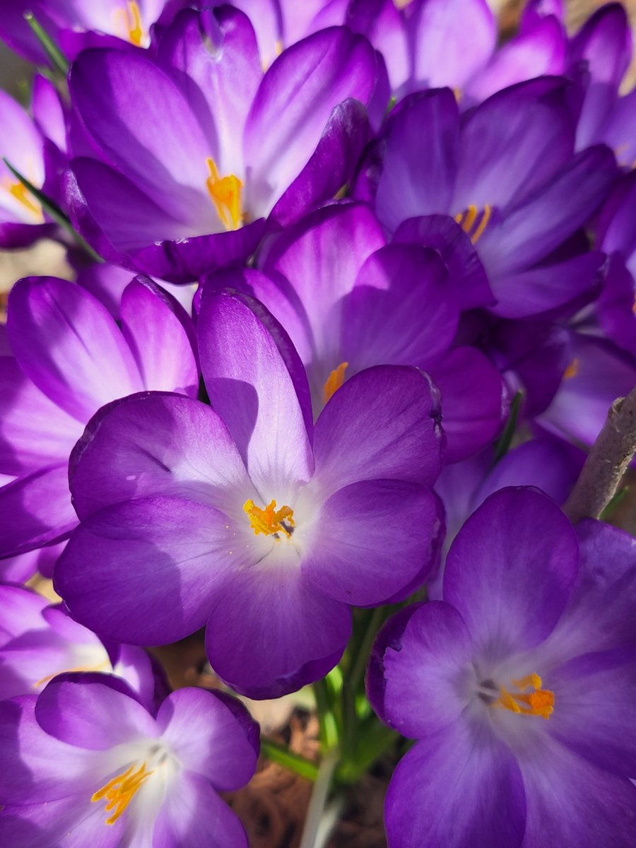 Sublime12NO's tweet photo. @ThePhotoHour Always the first sign of spring around here. #spring #Flowers #Crocus #purpl https://t.co/aHSt6cLcIq