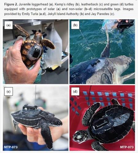 Thrilled to join forces with @UpwellTurtles for this exciting collaboration! Our #KiwiSat K4 series microsatellite tags were designed specifically for juvenile sea turtles; assisting researchers to fill in knowledge gaps associated with the Lost Years of 4 different species. 🐢🛰️…