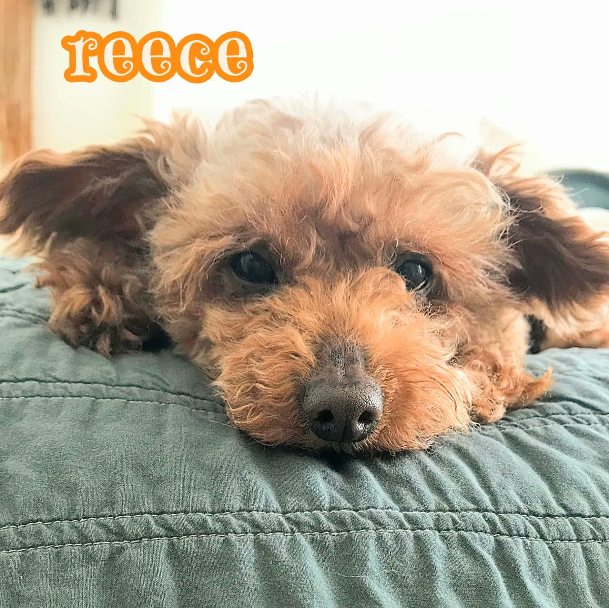 ADOPTABLE Reece is a smol 8 lbs 10 yo bundle of boy Toy Poodle snuggles looking for his forever home. Read more about this wee fluffy teddy bear on our website lionelslegacy.org. 🥰
#AdoptDontShop #k9hour #sandiego #adoptme #toypoodle #rehomehour