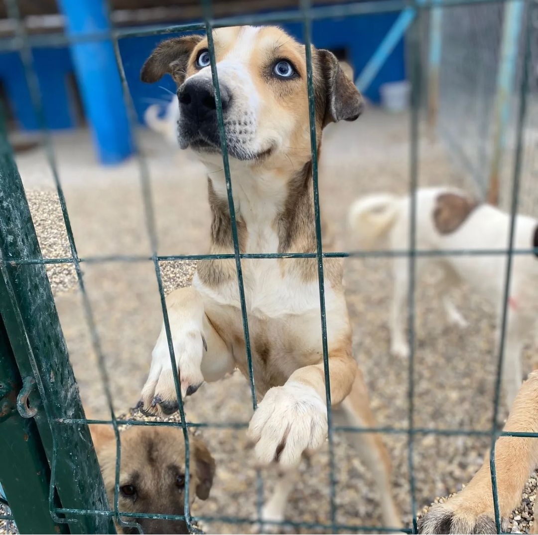 🚨YUVA İLANI🚨 LÜTFEN BOL PAYLAŞIM 🙏🏻
Çakır 2.5 yaşlarında, kısır, çipli, tüm ilk aşıları yapılmış dünya güzeli bir erkek köpek. Tam 1 yıldır pansiyonda. Ankara ayazında geçiyor kışları, bir yuvası olmasın mı artık. Hikayesini de aşağıya ekliyorum 🙏🏻