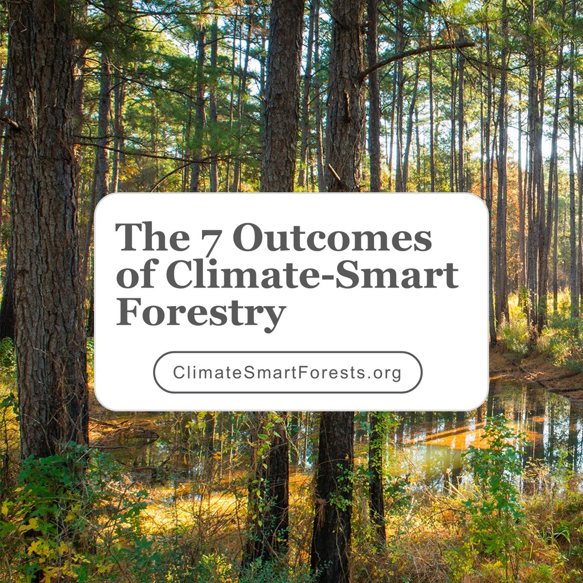 NAFO_Forests's tweet image. Visit ClimateSmartForests.org to see how modern, sustainable forest management leads to climate-smart outcomes in working forests. #ModernForestry #ClimateSmartForestry