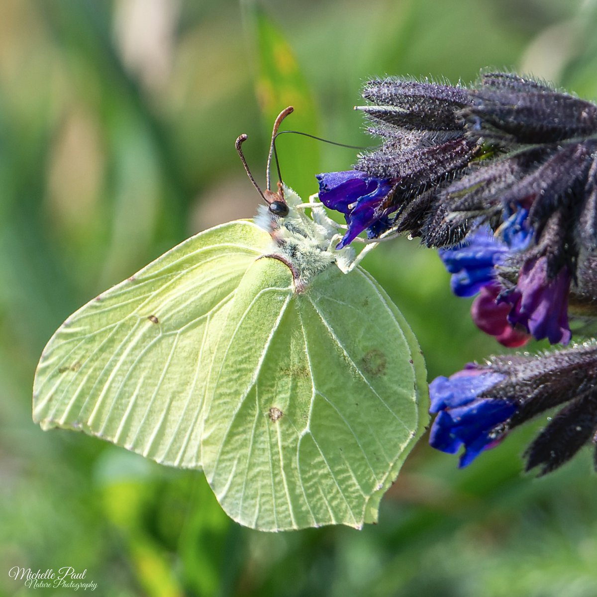 It was so lovely to see the Brimstone butterflies enjoying the wildflowers today 🦋💙

#TwitterNatureCommunity #TwitterNaturePhotography #nikonphotography #nature #Butterflies #insects #Lepidoptera #Pieridae #Gonepteryx