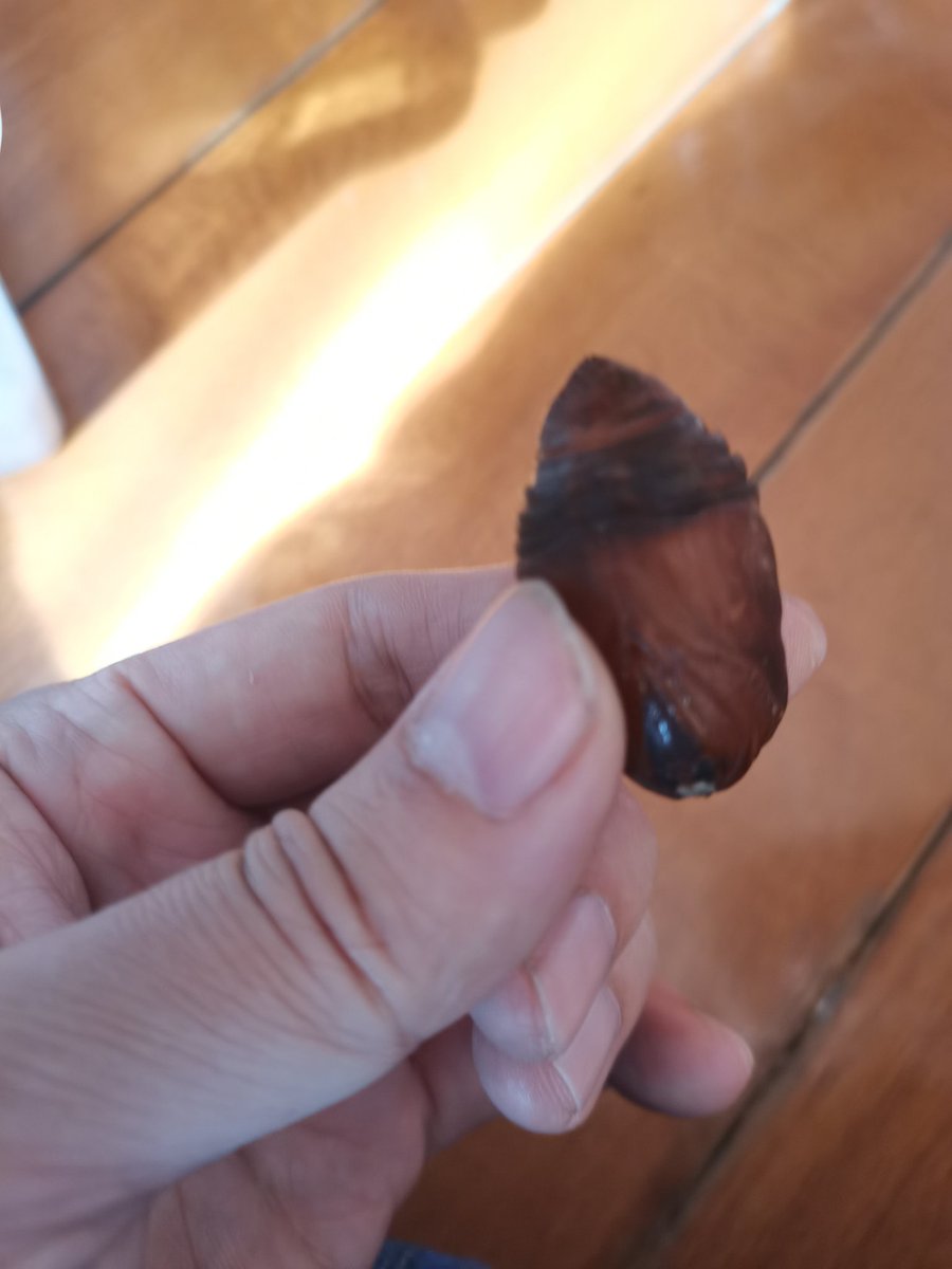 小茧蛹