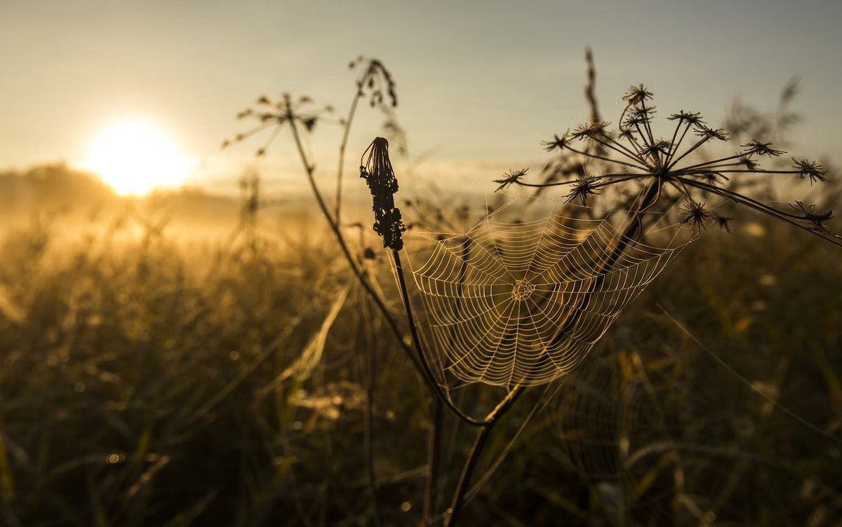 🔮 Spider Fun Fact! 🔮 The golden silk orb-weaver spider produces silk that shimmers like gold in the sunlight. It's a natural work of art! ✨🕷️ #SpiderGoldenSilk #NatureJewelry
(Source: Journal of Experimental Biology Image: Jan Huber, Anastasiia Malai)