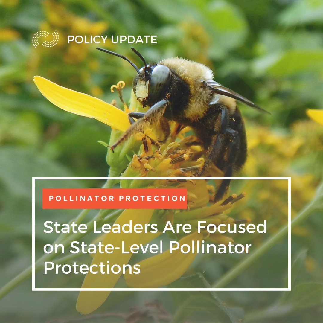 Will 2024 be a leap forward for state-level pollinator protection? So far, at least 100 bills have been introduced across 22 states & D.C. ➡️ New Mexico, Utah, and Virginia have enacted legislation! See what legislation is moving: ncelenviro.org/articles/will-…